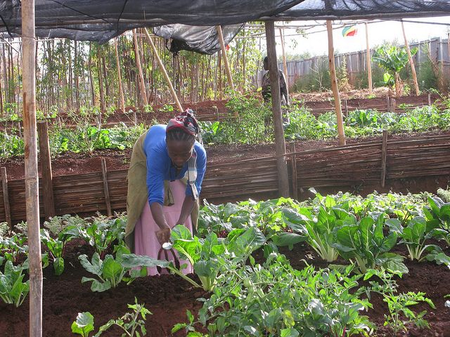 La escasez de tierra en Etiopía es un tema crítico para los pequeños agricultores que son 80 por ciento de la población. Crédito: Isaías Esipisu/IPS