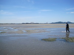 Restauración de las zonas intermareales en la bahía de Mikawa de la prefectura de Aichi, en el centro de Japón. Crédito: Cortesía del Instituto de Investigación Pesquera de Aichi (AFRI)