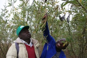 Eherculano Thomas Rice (a la izquierda) de Chimoio, Mozambique muestra el guandú que utiliza para mejorar la fertilidad de la tierra en su campo. Crédito: Busani Bafana/IPS
