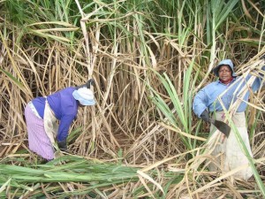 Agricultoras de Mauricio cosechando caña de azúcar. Crédito: Nasseem Ackbarally/IPS