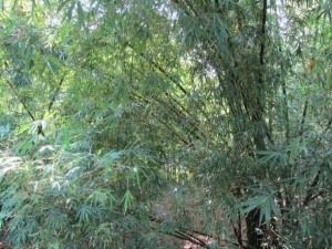 La planta de bambú cumple una función muy importante de protección ambiental y mitigación del cambio climático. Crédito: Desmond Brown/IPS