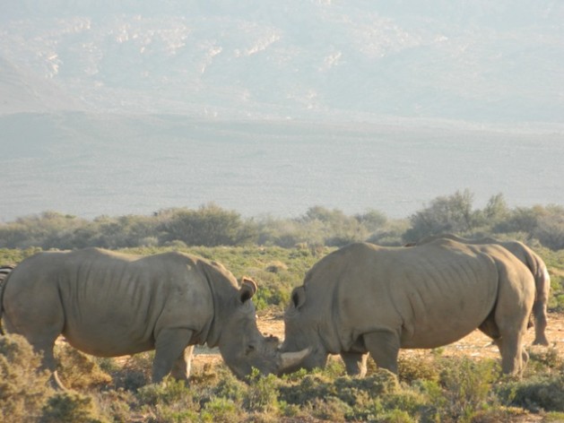 Los rinocerontes blancos de Sudáfrica ya no corren peligro de extinción tras intensos esfuerzos de conservación. Crédito: Kanya D'Almeida/IPS
