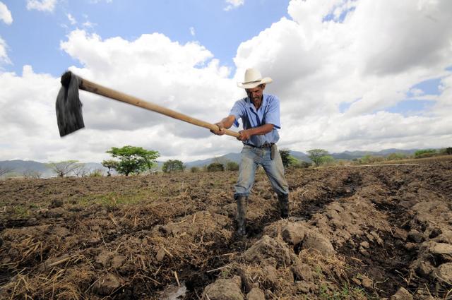 Un agricultor de la localidad hondureña de Alauca siembra maíz en su terreno. La agricultura compone hasta el 20% del PIB en algunos países y el cambio climático puede tener efectos nocivos sobre esta. Crédito: Neil Palmer/Ciat