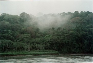 Bosque nublado de Costa Rica. Frenar la deforestación en América Latina es esencial para mitigar las emisiones de carbono. Crédito: Germán Miranda/IPS