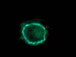 Un tipo de plancton desconocido visto desde un submarino en el Golfo de México en 2005. Crédito: Dr. Mijaíl Matz/dominio público