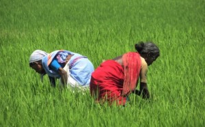 Los agricultores de Tamil Nadu usan biofertilizantes para revivir las tierras afectadas por los depósitos de sal tras el tsunami asiático de 2004. Crédito: Jency Samuel/IPS