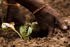 Los suelos saludables son fundamentales para la producción mundial de alimentos y ofrecen una gama de servicios ambientales. Foto: FAO / Olivier Asselin