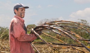 El cortador de caña Evaristo Pérez, de 22 años, en la finca La Isla, en el occidental municipio de San Juan Opico, en El Salvador. Él fue uno de los niños temporeros en los cañaverales, de donde casi desaparecieron gracias a un compromiso de “cero tolerancia” al trabajo infantil en la agroindustria azucarera. Crédito: Edgardo Ayala/IPS