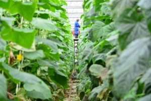 Dube AgriZone cuenta con 16 hectáreas de invernaderos, la mayor extensión cultivada bajo un techo de vidrio y con un clima controlado de África. Crédito: FAO.