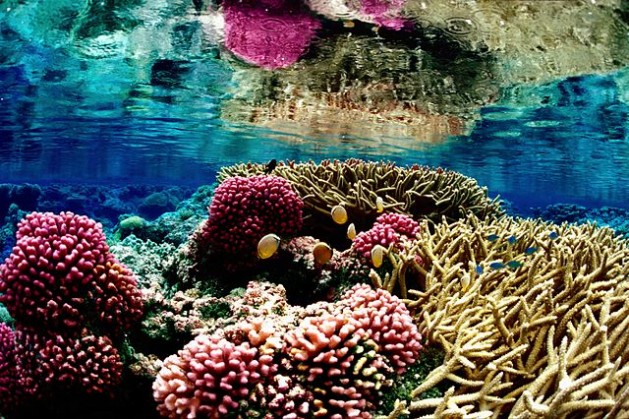 Ecosistema de arrecife coralino en el Refugio Nacional de Vida Silvestre del Atolón de Palmyra, Estados Unidos. Crédito: Jim Maragos/Servicio de Pesca y Vida Silvestre de Estados Unidos