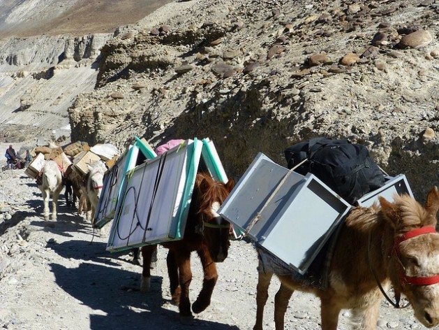 Un sistema de energía solar es transportado por mulas a una región remota en la región desértica de Ladaj, en la cordillera del Himalaya. Crédito: Athar Parvaiz/IPS