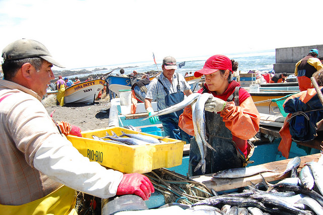 La pesca artesanal, que por años fue sustento económico y alimenticio de millones de familias sudamericanas, enfrenta múltiples amenazas, como las que deben sortear estos pescadores del pueblo de Duao, en la costa del sur de Chile, que sobreviven con la venta de su captura diaria en mercados improvisados en la propia playa. Crédito: Marianela Jarroud /IPS
