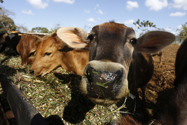 Unas vacas se alimentan en un pesebre al aire libre en una finca de Camagüey, en Cuba. El incremento de la ganadería lechera es una necesidad para el país, que requiere impulsar la producción de leche y de sus derivados por razones económicas y alimentarias. Crédito: Jorge Luis Baños/IPS