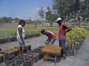 Trabajadores de la Estación Agrícola de Bodles, en el sur de Jamaica, preparan semillas de árboles frutales para su distribución. Crédito: Zadie Neufville/IPS