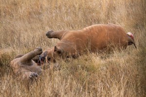 Cazadores mataron a una rinoceronte y su cachorro para extraerles sus cuernos. La caza furtiva de elefantes y rinocerontes es "cada vez más militarizada". Crédito: Hein waschefort/cc by 3.0