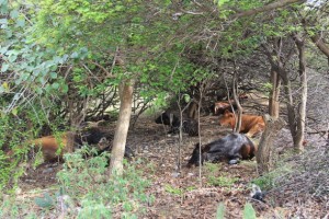 Los animales se refugian del calor agobiante entre los arbustos en Union Island, en San Vicente y las Granadinas. Crédito: Kenton X. Chance/IPS
