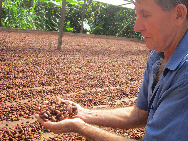 Darcicio Wronski muestra las almendras de cacao secado al sol en el patio de su casa, con la que se elabora la manteca de chocolate. Su familia es una de las 120 agrupadas en seis cooperativas que elaboran cacao orgánico en el entorno de Medicilândia y Altamira, en el estado amazónico de Pará, en Brasil. Crédito: Mario Osava/IPS
