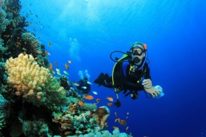 En el mundo, 75 por ciento de los arrecifes de coral están amenazados por la sobrepesca, la destrucción del hábitat, la contaminación y la acidificación de los océanos a causa del cambio climático. Crédito: Bigstock