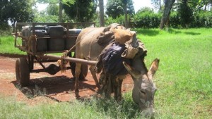 La comunidad mijikenda en el sur de Kenia no solo cuida los bosques sagrados, también practica la agricultura y la ganadería. Crédito: Miriam Gathigah/IPS