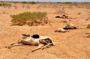 Cadáveres de ovejas y cabras desperdigados en un paisaje desértico tras la gran sequía que asoló a Somalilandía en 2011, una de las consecuencias del cambio climático que, según los especialistas, los países africanos deben atender, sin depender de la asistencia internacional. Crédito: Oxfam East Africa/CC by 2.0