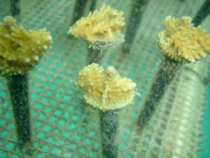 Un total de 60 fragmentos de cinco especies de corales se colocaron en árboles en el vívero coralino. Crédito: Andrew Ross
