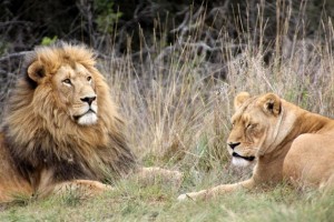 Pareja de leones en la Reserva Krugersdorp Game, en Sudáfrica. Crédito: Derek Keats/cc by 2.0