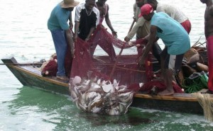 Estudios muestran que las especies locales de peces en Uganda, capturadas en el lago Victoria, se reducen por el aumento de temperatura debido al cambio climático. Crédito: Wambi Michael/IPS.