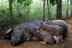 La cría de cerdos, la carne más consumida en Cuba, es parte de la actividad de la finca ecológica de La Carmelina, de la familia Pi, de siete hectáreas, en el municipio de La Palma, en las montañas de la occidental provincia de Pinar del Río. Crédito: Jorge Luis Baños/IPS
