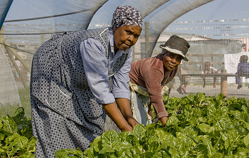 Agricultoras sudafricanas cosechan plantas cultivadas de manera orgánica para vender en Ciudad del Cabo. Crédito: Kristin Palitza/IPS