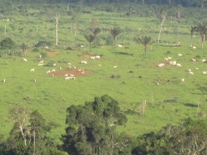 Los pastizales sustituyeron a los bosques amazónicos en Brasil Novo, un municipio de la cuenca del río Xingú, donde se construye la gigantesca central hidroeléctrica de Belo Monte. La ganadería de baja productividad, con uno a dos animales por hectárea, es el gran factor de la deforestación y la degradación del suelo en la región y la meta del gobierno es recuperar solo un cuarto del área degradada por esta actividad. Crédito: Mario Osava/IPS