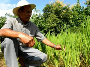 El campesino Vicente Castrellón, de 69 años, muestra su cultivo de arroz biofortificado en el distrito de Olá, en Panamá, una de las iniciativas que hay en América Latina para impulsar al mismo tiempo la pequeña agricultura familiar y combatir el hambre. Crédito: Fabíola Ortiz/IPS