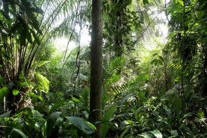 Las comunidades locales de Liberia dependen de los recursos de sus bosques, que son además un sitio espiritual para sus pobladores, por contener sus espacios sagrados. La gestión comunitaria sostenible de estos bosques es crucial para proteger la vida y el patrimonio y de esas comunidades, así como para preservar la mayor porción de selva tropical que queda en África occidental. Crédito: Jason Taylor/Amigos de la Tierra Internacional