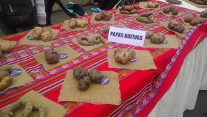 Muestra de papas nativas en una feria alimentaria que formó parte de los actos inaugurales del VI Foro del Frente Parlamentario contra el Hambre, celebrado en Lima entre el 15 y 17 de noviembre. La defensa alimentaria y cultural de los productos nativos forma parte del derecho a la alimentación que impulsan los legisladores de América Latina y el Caribe. Crédito: Aramís Castro/IPS