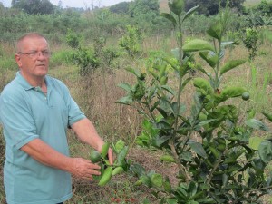 El líder campesino Idevan Correa examina uno de sus nuevos naranjos. Él decidió volver a plantar un naranjal, gracias a la ley brasileña que obliga a que al menos 30 por ciento de los alimentos consumidos en las escuelas procedan de la agricultura familiar local. El municipio de Itaboraí fue famoso por sus naranjas hasta que una plaga redujo su producción. Crédito: Mario Osava/ IPS