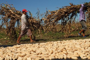 Dos campesinos transportan las hojas secas de maíz, después de la "tapisca", como se llama en El Salvador a la corta de las mazorcas cuando la planta ya está seca y los granos duros, en una parcela perteneciente a la Asociación Mangle, una de las cooperativas que producen semillas criollas del grano. Crédito: Edgardo Ayala/IPS