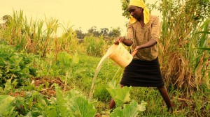 Mary Wanja, campesina de Ngangarithi, en Kenia, riega sus cultivos con agua de los humedales. Según la FAO, el rostro de la agricultura es esencialmente femenino, al representar 45 por ciento de la fuerza laboral del sector en los países en desarrollo. Crédito: Miriam Gathigah/IPS