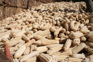 El maíz, un producto básico de África austral, es vulnerable a las aflatoxinas si no se seca y almacena de forma adecuada. Crédito: Busani Bafana / IPS