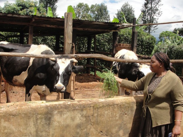 El ganado bovino concentra el mayor volumen de emisiones de metano de las actividades pecuarias. Crédito: Miriam Gathigah/IPS.