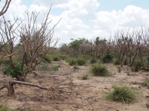 Últimamente, el río Ruaha, en Tanzania, permanece seco hasta tres meses ininterrumpidos. Crédito: Thomas Kruchem/IPS.