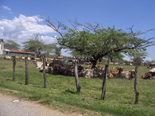 Vacas se protegen del sol bajo un árbol en Jamaica. La sequía ocasionó pérdidas millonarias a los granjeros que no tienen agua. Crédito: Zadie Neufville/IPS.