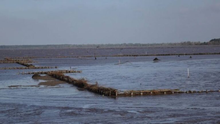Suriname combate la erosión con diques permeables que rompen las olas y retienen sedimentos para ganarle tierra al mar. Crédito: Sieuwnath Naipal