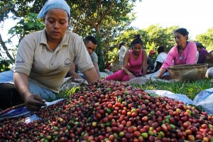Ilsy Membreño separa los granos de café verdes de los rojos, parte de sus tareas de recolectora en la finca Montebelo en El Salvador. La caída de la producción debido a la roya le redujo el jornal a solo tres dólares diarios. Crédito: Edgardo Ayala/IPS.