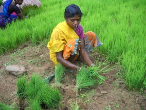 En lo que va de 2015, las consecuencias del cambio climático en India generaron pérdidas agrícolas que superaron los 4.000 millones de dólares. Crédito: Manipadma Jena / IPS