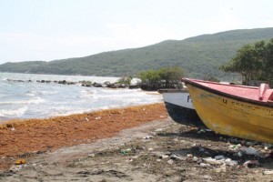 Playas erosionadas y plagadas de algas Sargassum muertas forman parte del paisaje común en la bahía de Hellshire, en Jamaica. Los científicos atribuyen el fenómeno al cambio climático. Crédito: Zadie Neufville/IPS.