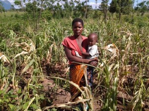 Mwandida Mojolo tiene cuatro hijos. En la fotografía está parada frente a su maizal, que sufrió los efectos del fenómeno de El Niño/Oscilacion del Sur. Crédito: Charity Phiri/IPS.