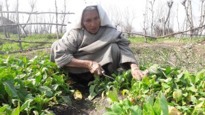 La muerte de su esposo llevó a Daulat Begum a cultivar verduras en su tierra y a transformar el reto en oportunidad. Crédito: Aliya Bashir/IPS