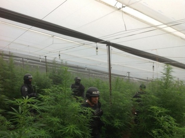 Efectivos policiales durante la incautación de un invernadero con cultivos de marihuana y amapola en La Cumbre, en el municipio hondureño de La Iguala. Crédito: Policía Nacional de Honduras.