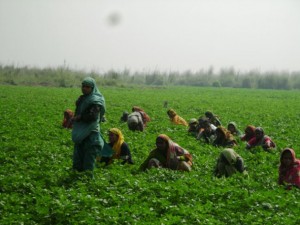 Las campesinas de Bangladesh prefieren cultivos resistentes a las variaciones climáticas. Crédito: Naimul Haq/IPS.