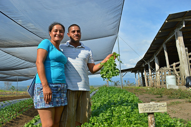 Xinia Solano y Luis Diego Murillo son una de las familias que trabajan con el programa de casas sombra en Los Reyes, en el municipio de Coto Brus, en el sureste de Costa Rica. El modelo es promovido por la FAO, junto con instituciones estatales del país. Crédito: Diego Arguedas Ortiz/IPS