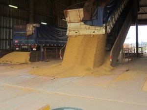 Camiones descargan la soja en el Complejo Agroindustrial Angostura (Caiasa). Aquí comienza el recorrido de la soja dentro de la planta industrial, hasta transformar la oleaginosa en harina y aceite que son exportados en barcazas por el río Paraguay, desde el parque industrial de Villeta, en Paraguay, en el Cono Sur americano. Crédito: Mario Osava/IPS